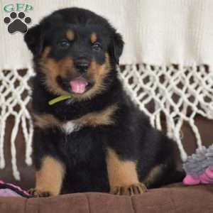 August, Rottweiler Mix Puppy